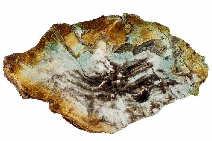 Colorful Polished Petrified Wood End-Cut - Turkey #299412